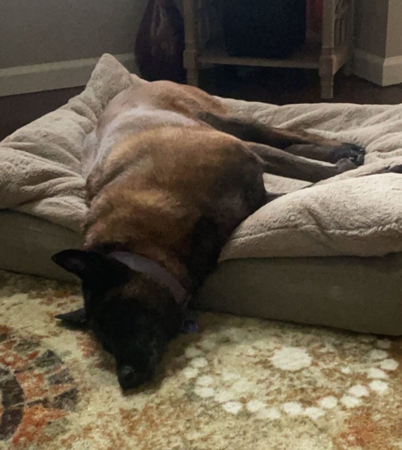 Resting on her bed is one of two dogs named Miley. Miley is a Belgian Shepherd that has been with Miller since she was adopted by him two years ago. She is currently around six years old.