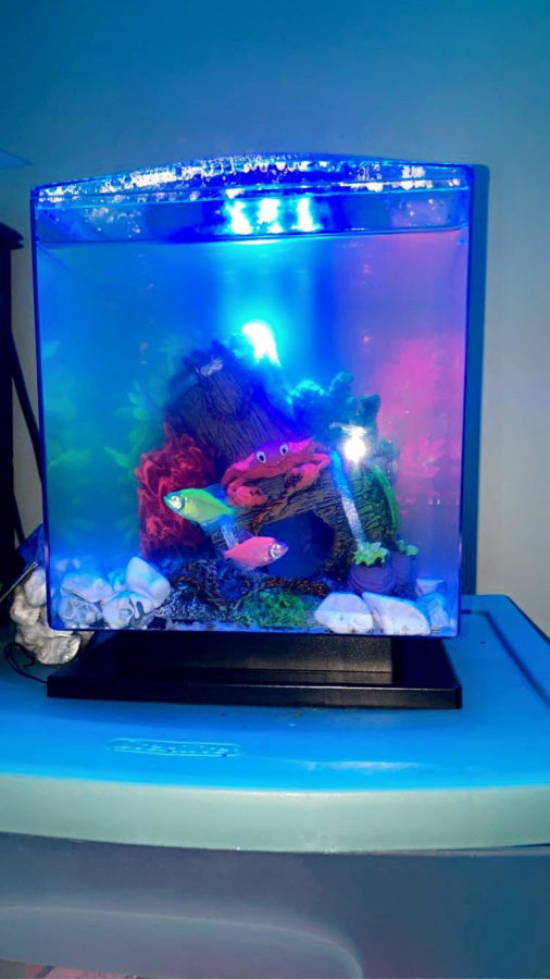 Two fish swimming in their tank. They are named Pasquel and Ariel. They are glow fish, and they produce light in the dark. Glow fish come in many different species.