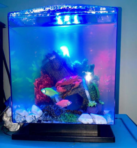 Two fish swimming in their tank. They are named Pasquel and Ariel. They are glow fish, and they produce light in the dark. Glow fish come in many different species.