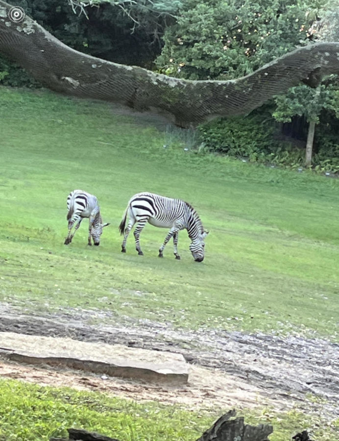 Two zebras eat in the middle of their enclosure at animal kingdom.