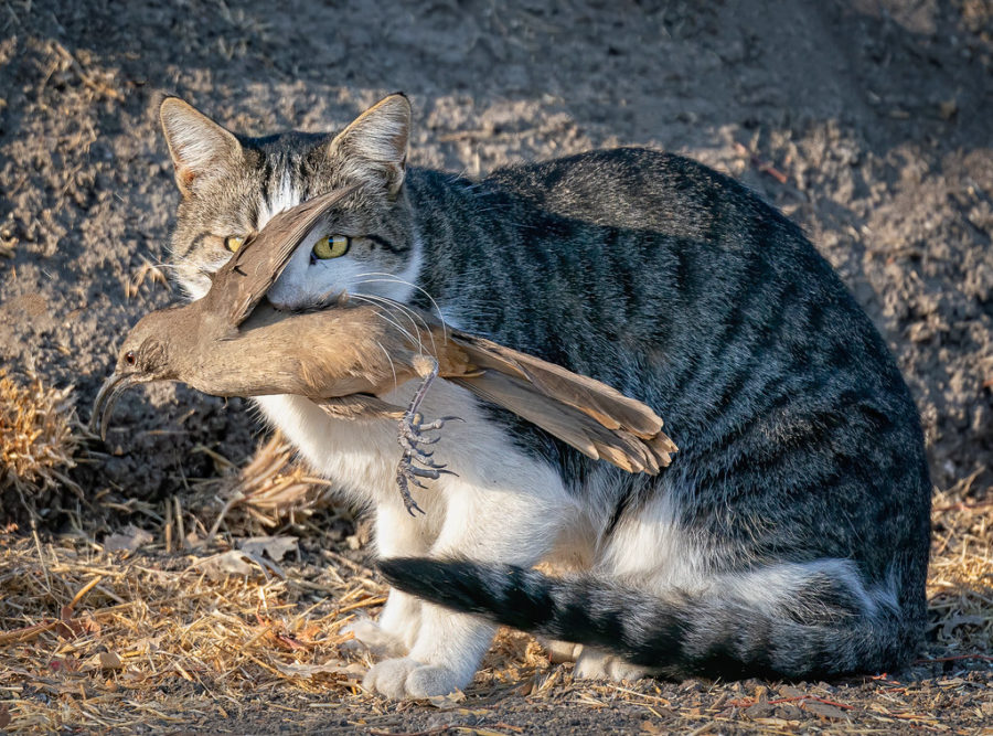 A gray tabby cat catches a bird. Cats are responsible for the near extinction of several bird species such as the piping plover.
