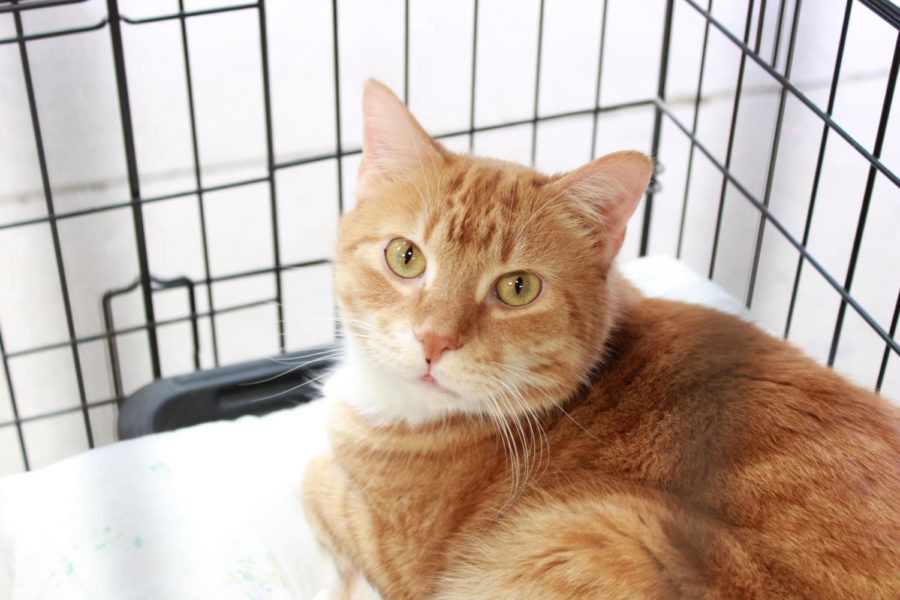 This cat, Cheddar, is one of the many cats at the Humane Society that is looking for a forever home.