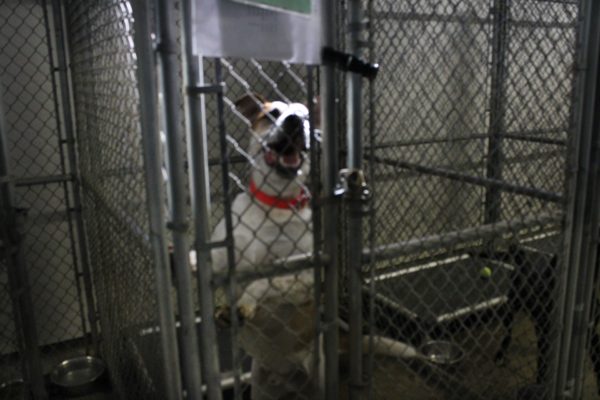 Many dogs spend years in the same cage, clueless as to what their future may be. 