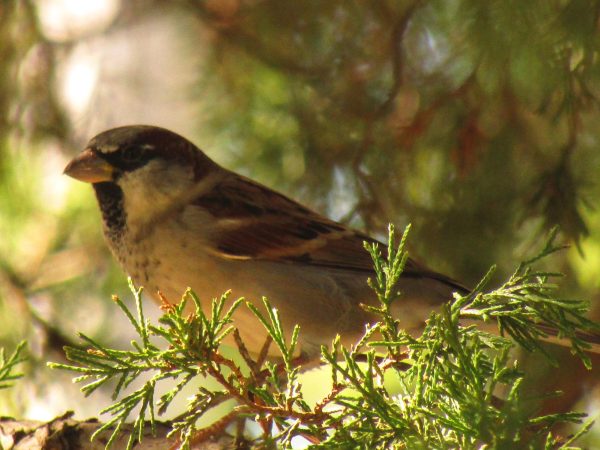 An old world sparrow resting in a pine tree. These are one of the main keys for population control. Although seeds are a big part of their diet, they're known for being a pesticide.