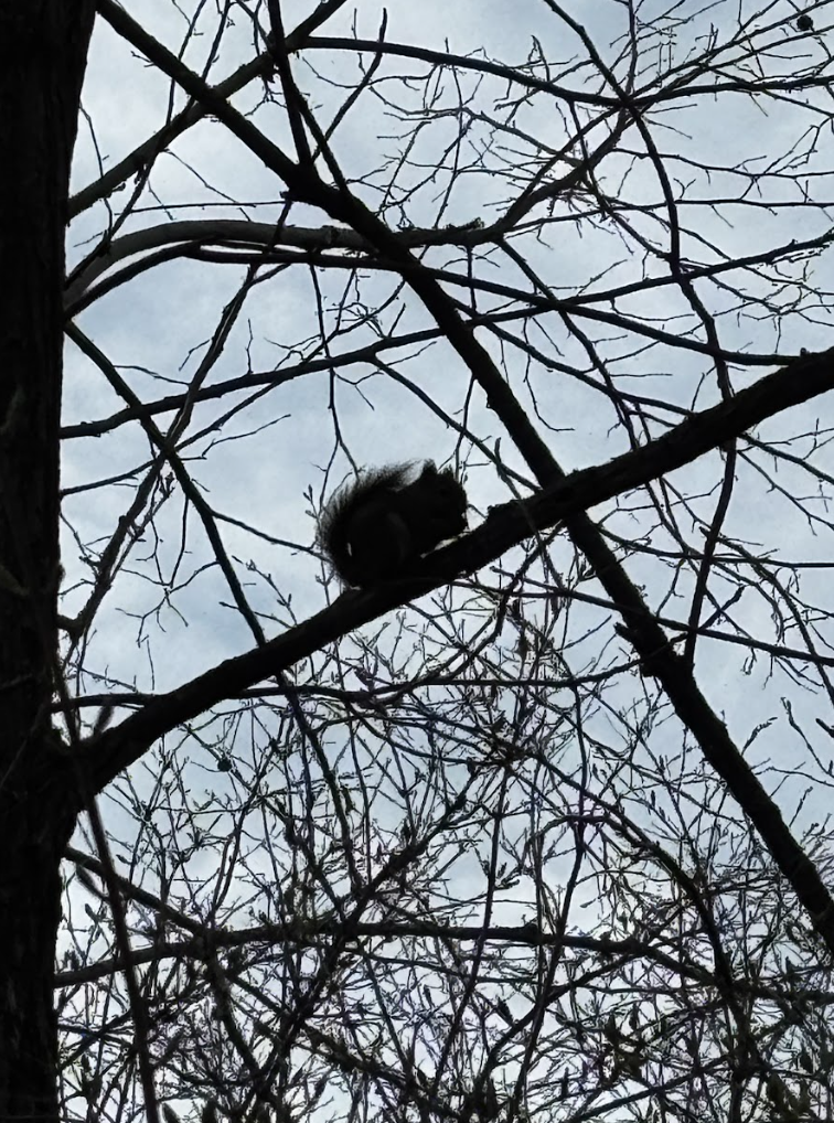 A silhouette of a squirrel in a tree using its sharp teeth to open the nut it found.